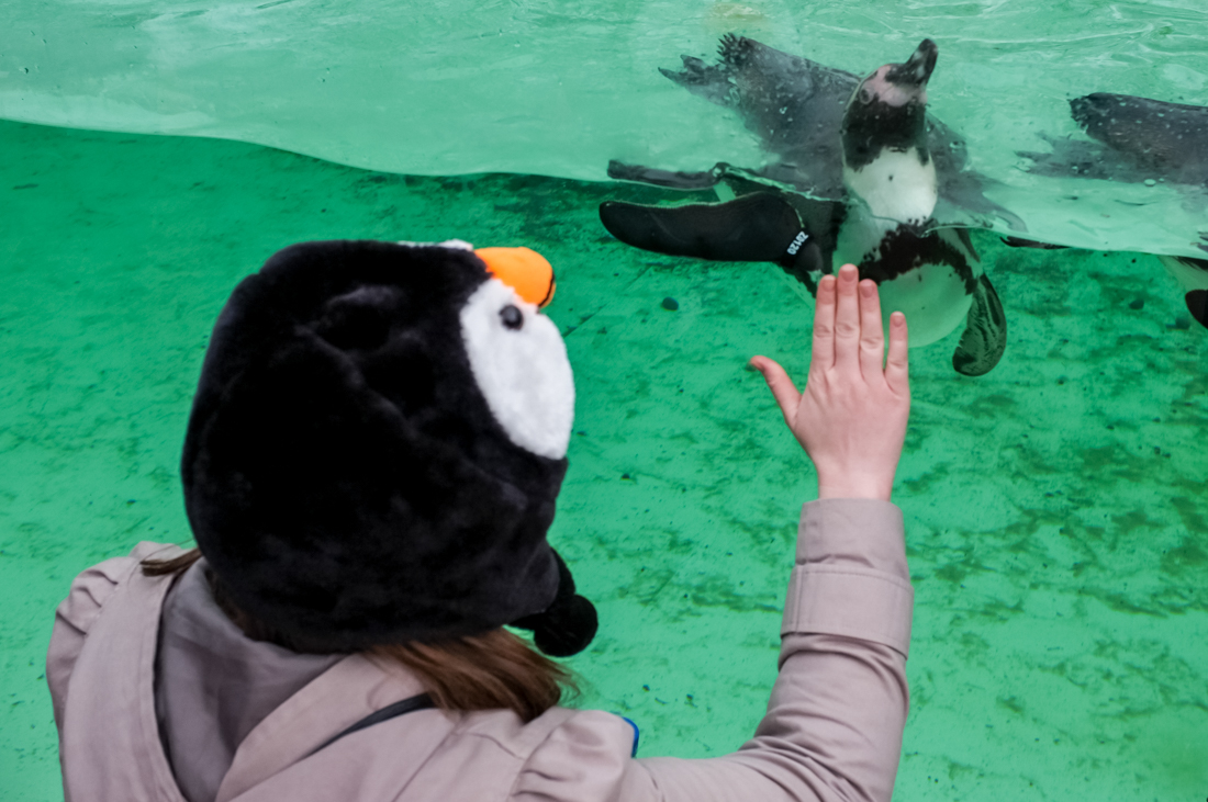 Candid street photography of a woman in a penguin hat petting a real penguin through glass, at London Zoo.