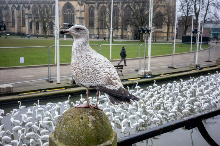 A seagull looks down on sculptures of birds, in Bristol, UK. Candid street photography by Darren Lehane