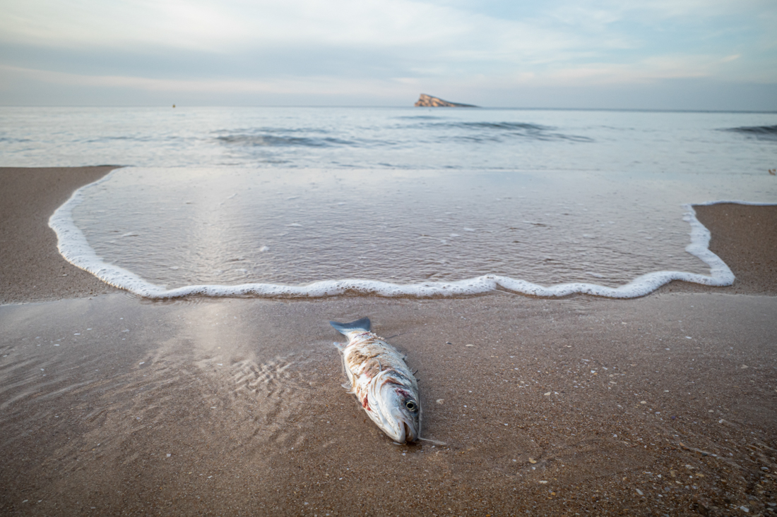 A dead fish lies on a beach in Benidorm, Spain.