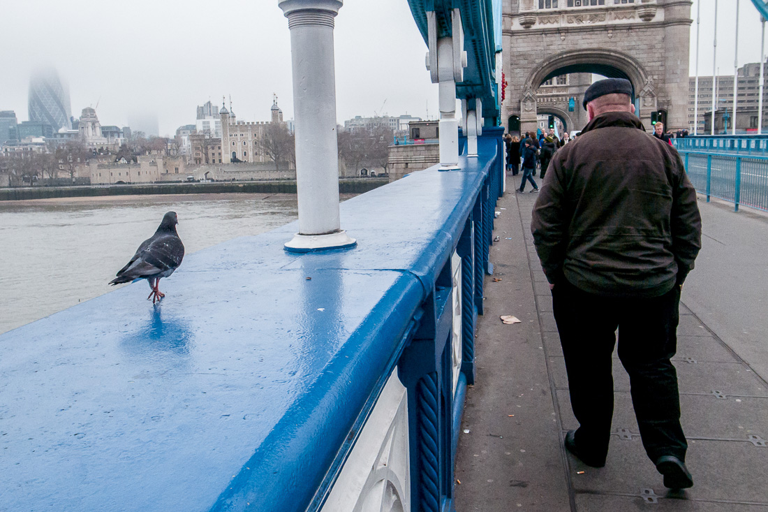 Tower Bridge street photography in London featuring a winter scene with a man walking across the bridge and a pigeon pacing beside him, with the Thames and skyline behind.