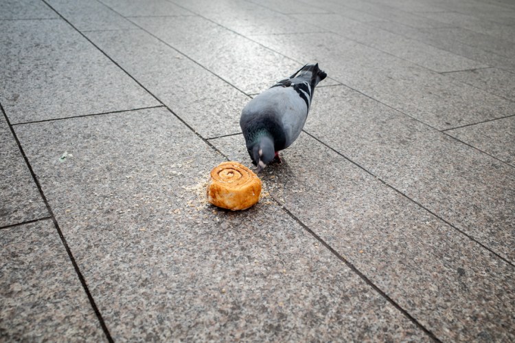 Candid street photography of a pigeon eating a cake in London Bridge Station, London.